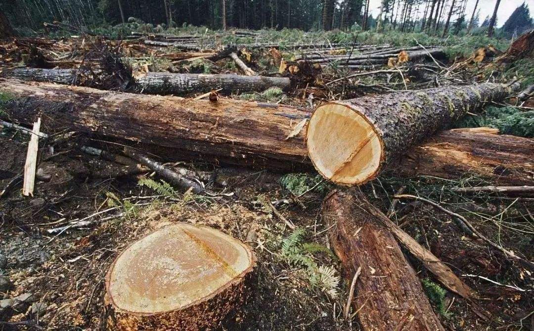 私自肆意砍伐树木犯法吗_滥伐林木的后果是什么